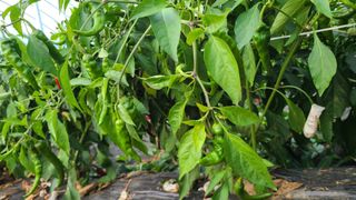 전영순님의 오늘 어떤 농작업하셨나요? · 참여글 작성글 사진