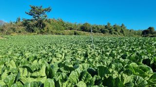 곽행남님의 배추 · 일상 작성글 사진
