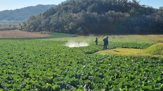 곽행남님의 배추 · 일상 작성글 사진