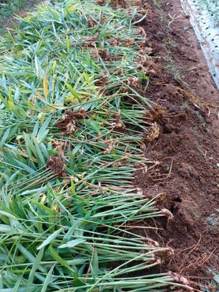 얼큰이님의 오늘 어떤 농작업하셨나요? · 참여글 작성글 사진