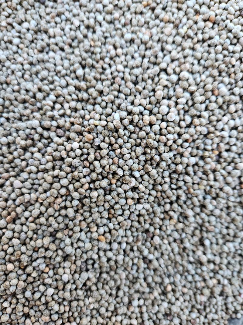 장터 상품 [들깨 12kg] 썸네일