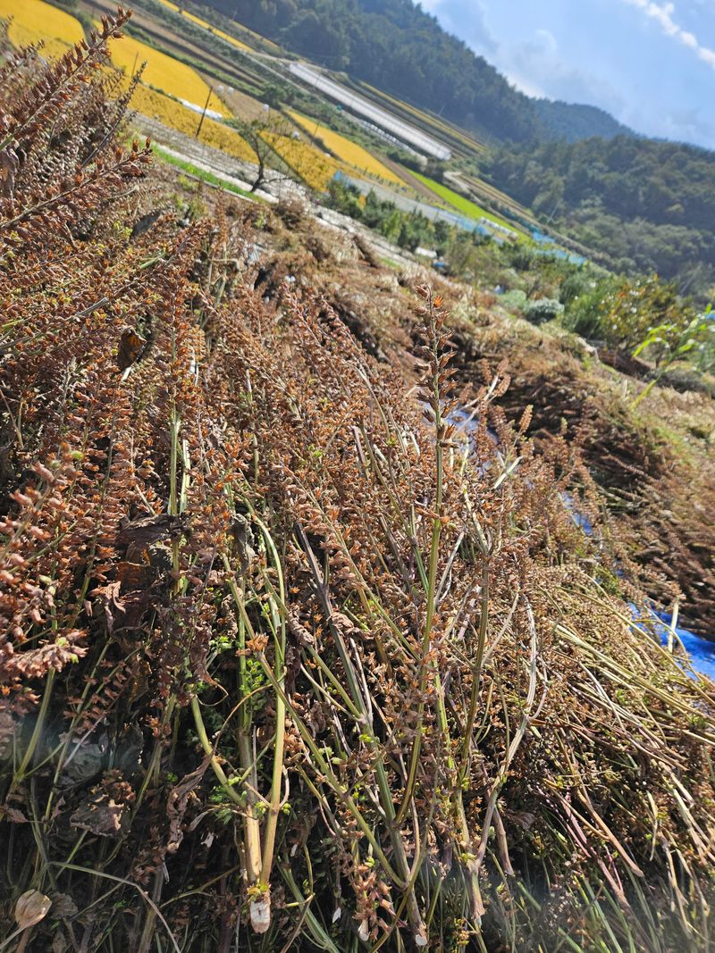 김원국님의 장터 판매 상품 [들깨 12kg] 첨부 사진