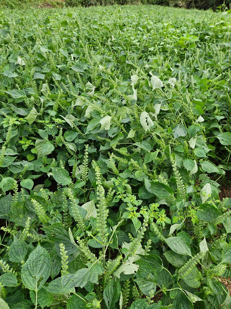 김원국님의 장터 판매 상품 [들깨 12kg] 첨부 사진