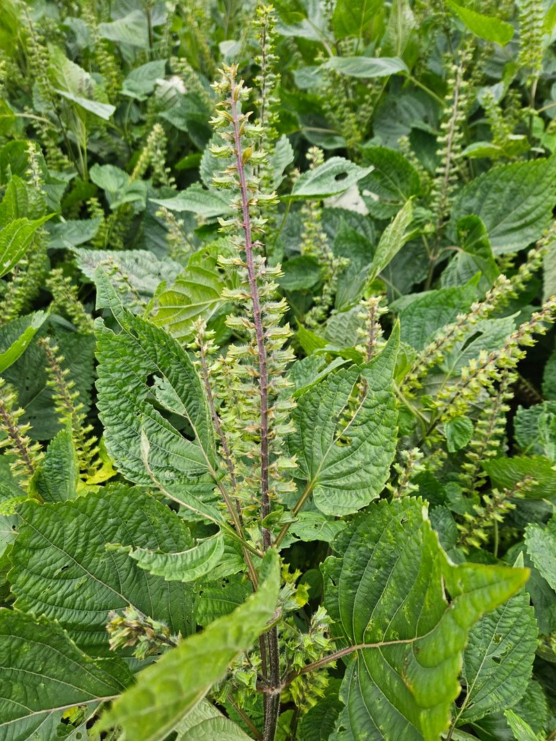 김원국님의 장터 판매 상품 [들깨 12kg] 첨부 사진