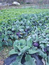 팜모닝 오늘 어떤 농작업하셨나요?·참여글 게시글 이미지