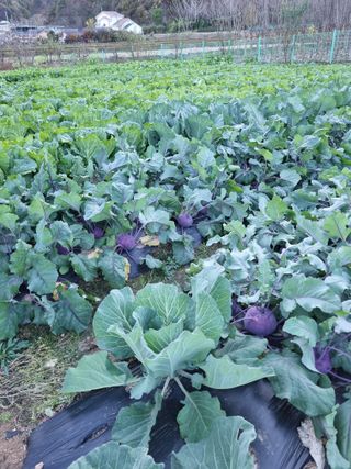 해뜰녁농장박양현님의 오늘 어떤 농작업하셨나요? · 참여글 작성글 사진