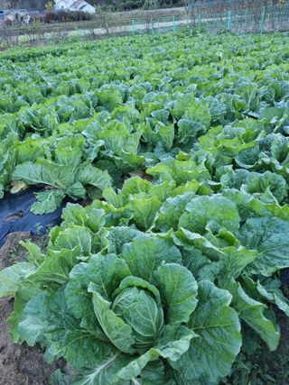 해뜰녁농장박양현님의 오늘 어떤 농작업하셨나요? · 참여글 작성글 사진