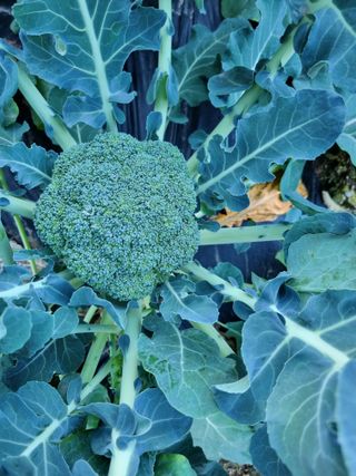 해뜰녁농장박양현님의 오늘 어떤 농작업하셨나요? · 참여글 작성글 사진