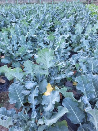 해뜰녁농장박양현님의 오늘 어떤 농작업하셨나요? · 참여글 작성글 사진