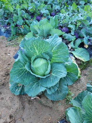 해뜰녁농장박양현님의 오늘 어떤 농작업하셨나요? · 참여글 작성글 사진