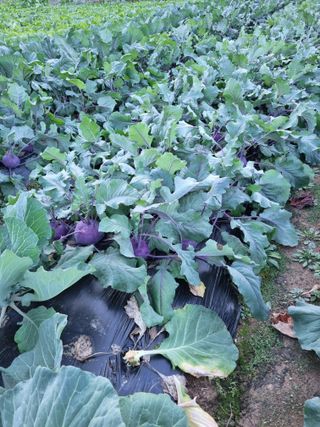 해뜰녁농장박양현님의 오늘 어떤 농작업하셨나요? · 참여글 작성글 사진