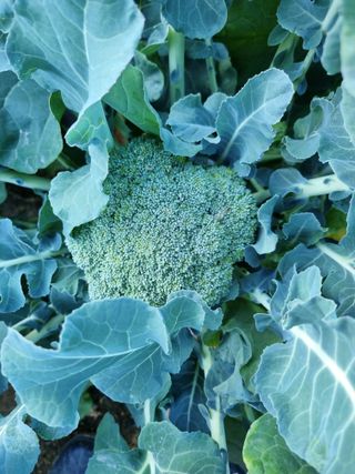 해뜰녁농장박양현님의 오늘 어떤 농작업하셨나요? · 참여글 작성글 사진