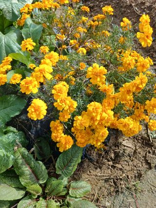 강성흔목사 님의 오늘 어떤 농작업하셨나요? · 참여글 작성글 사진