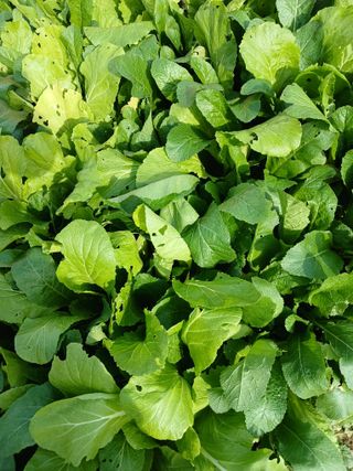 강성흔목사 님의 오늘 어떤 농작업하셨나요? · 참여글 작성글 사진