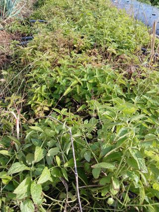 강성흔목사 님의 오늘 어떤 농작업하셨나요? · 참여글 작성글 사진