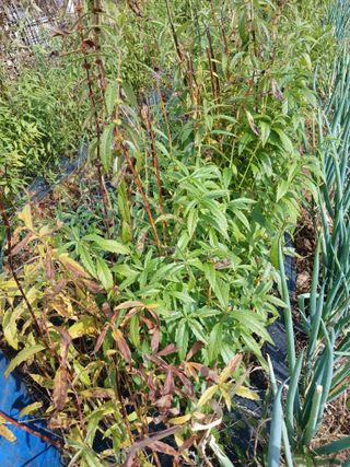 강성흔목사 님의 오늘 어떤 농작업하셨나요? · 참여글 작성글 사진