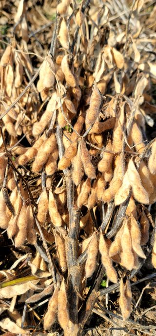 산조아자연인님의 오늘 어떤 농작업하셨나요? · 참여글 작성글 사진