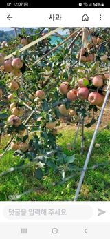 팜모닝 사과·수확 게시글 이미지