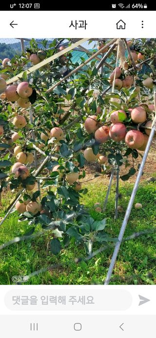 농부하니님의 사과 · 수확 작성글 사진