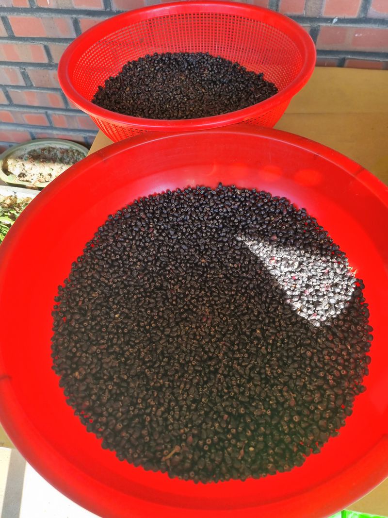 장터 상품 [오가피열매] 썸네일