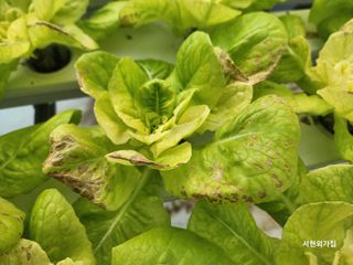 포도23499님의 오늘 어떤 농작업하셨나요? · 참여글 작성글 사진