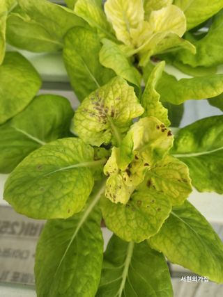 포도23499님의 오늘 어떤 농작업하셨나요? · 참여글 작성글 사진