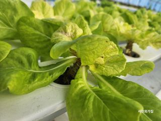 포도23499님의 오늘 어떤 농작업하셨나요? · 참여글 작성글 사진