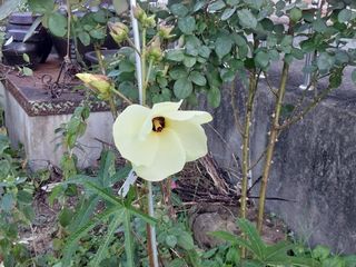 금동이네님의 자유주제 · 자유게시판 작성글 사진