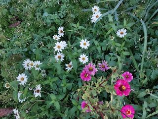 금동이네님의 자유주제 · 자유게시판 작성글 사진