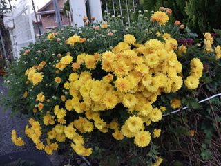 금동이네님의 자유주제 · 자유게시판 작성글 사진