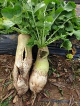 팜모닝 오늘 어떤 농작업하셨나요?·참여글 게시글 이미지