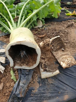 은우농장님의 오늘 어떤 농작업하셨나요? · 참여글 작성글 사진