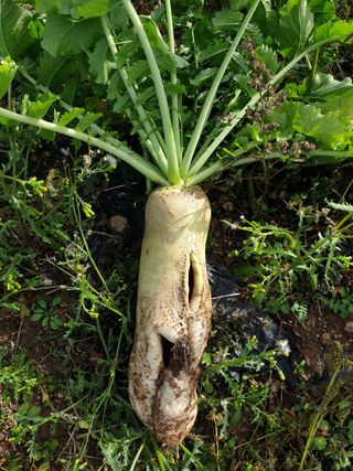 은우농장님의 오늘 어떤 농작업하셨나요? · 참여글 작성글 사진