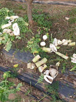 은우농장님의 오늘 어떤 농작업하셨나요? · 참여글 작성글 사진