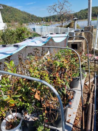 새의눈님의 블루베리 · 영농일지 작성글 사진