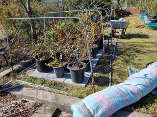 새의눈님의 블루베리 · 영농일지 작성글 사진