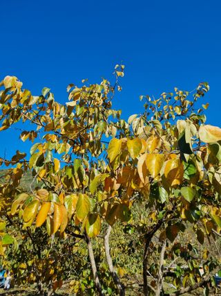 쌍둥이아빠 72님의 감 · 병해충상담 작성글 사진