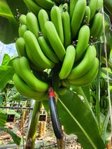 팜모닝 오늘 어떤 농작업하셨나요?·참여글 게시글 이미지