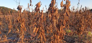 화가콩농사님의 오늘 어떤 농작업하셨나요? · 참여글 작성글 사진