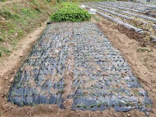 김동표님의 오늘 어떤 농작업하셨나요? · 참여글 작성글 사진