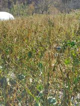 팜모닝 오늘 어떤 농작업하셨나요?·참여글 게시글 이미지