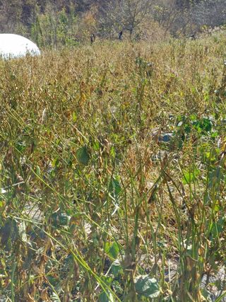 숲속의사나이님의 오늘 어떤 농작업하셨나요? · 참여글 작성글 사진