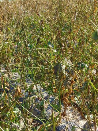 숲속의사나이님의 오늘 어떤 농작업하셨나요? · 참여글 작성글 사진