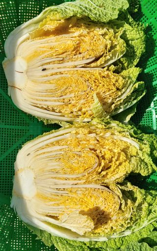 소학도토리님의 배추 · 결구기 농작업 작성글 사진