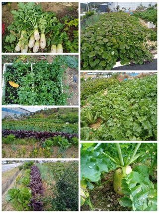 조희영님의 고구마 · 자유게시판 작성글 사진