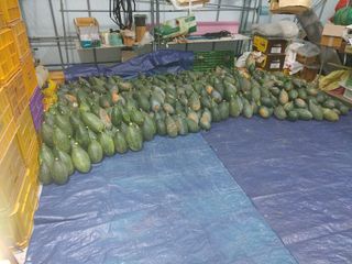 복숭아16510님의 호박 · 자유게시판 작성글 사진