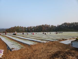 김기천님의 오늘 어떤 농작업하셨나요? · 참여글 작성글 사진