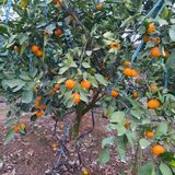 팜모닝 오늘 어떤 농작업하셨나요?·참여글 게시글 이미지