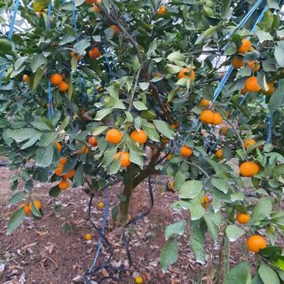 오영심님의 오늘 어떤 농작업하셨나요? · 참여글 작성글 사진