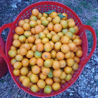 오영심님의 오늘 어떤 농작업하셨나요? · 참여글 작성글 사진